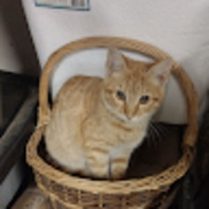 Meet your Posher, Gregorio